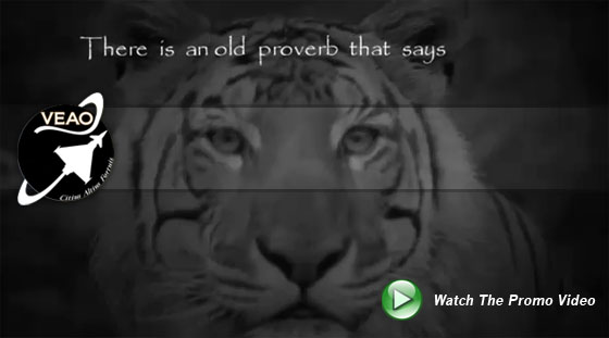 tigermeet